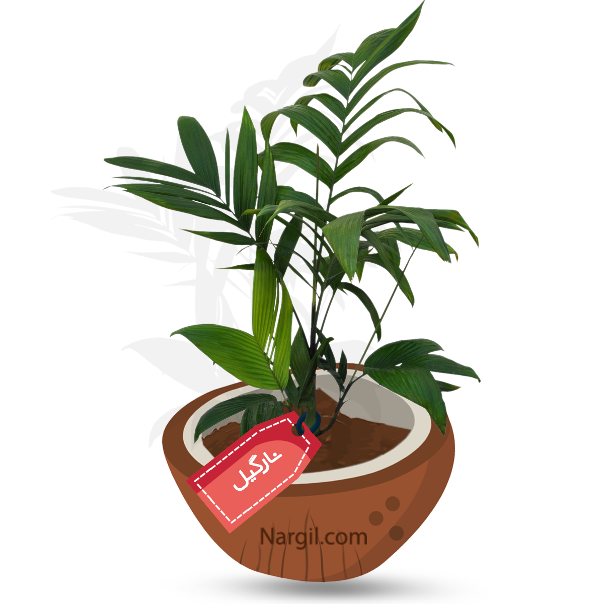  Nargil - Wild areca palm